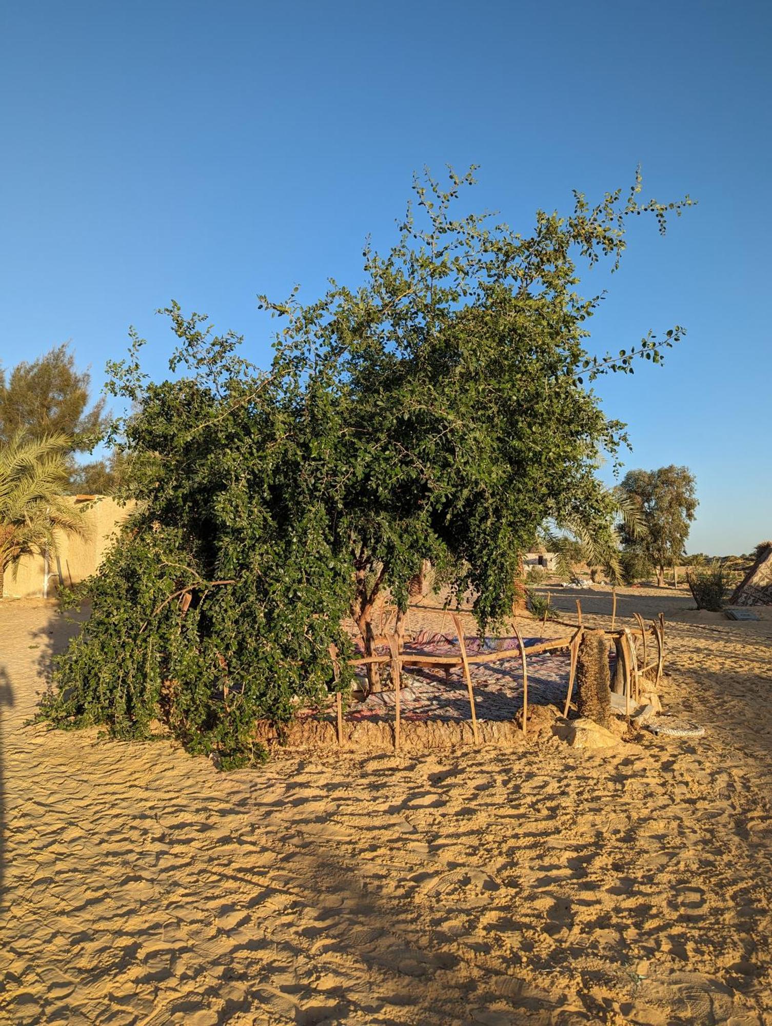 Cafour House Siwa - Hot Spring مكان تخييم